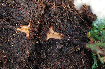 Phytophthora cinnamomi in schijncypres.jpg